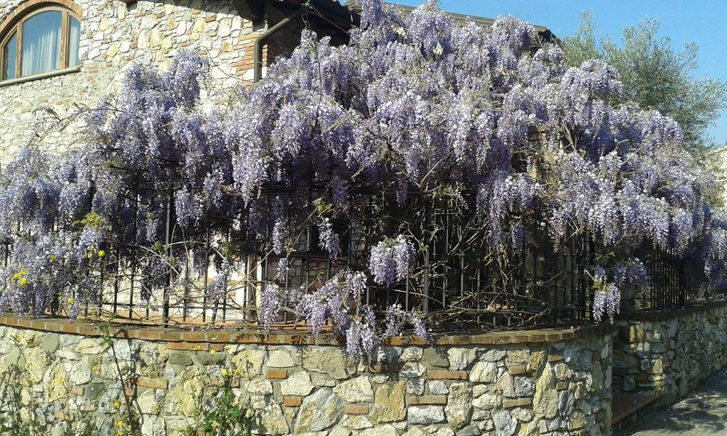 Pietra E Glicine B&B Pieve a Nievole Buitenkant foto